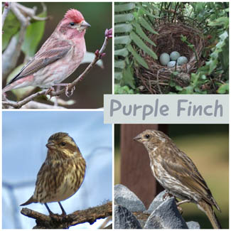 Purple Finch